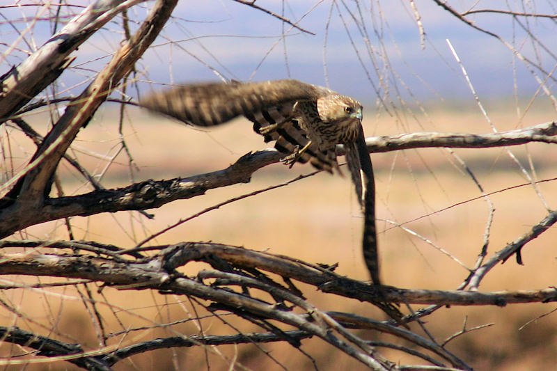 Cooper's Hawk launching